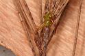 Diaea_evanida_D7801_Z_88_North Stradbroke island_Australie